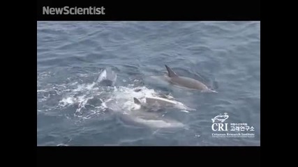 Делфини формират спасителен сал с телата си за да помогнат на свой умиращ приятел!