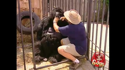 Горилата атакува!