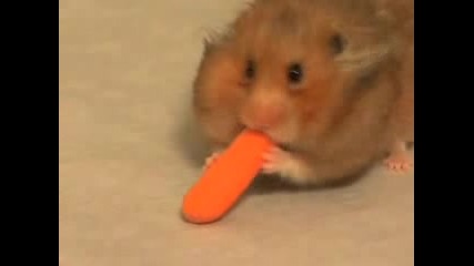 Amazing Hamster!