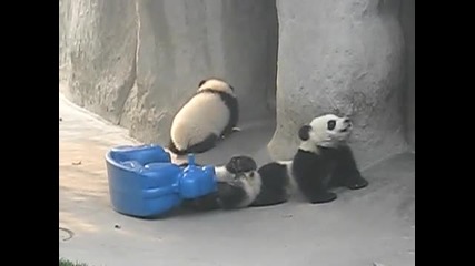Сладко бебе панда си играе с детска играчка пони
