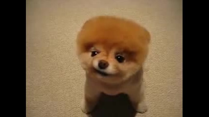 Boo - The world's cutest dog