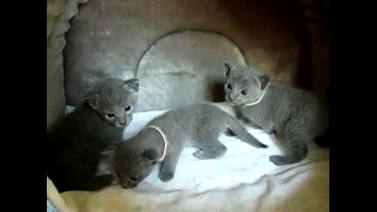 Руски сини котенца