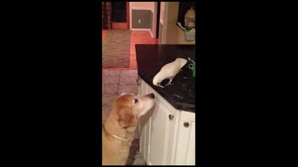 A Bird Feeding A Dog video