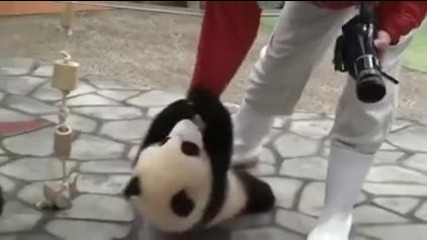 Малка панда си играе с оператор