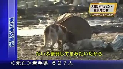 Куче спасява раненото си другарче в Япония 
