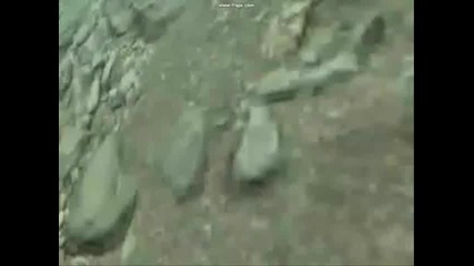 good sharks gone bad