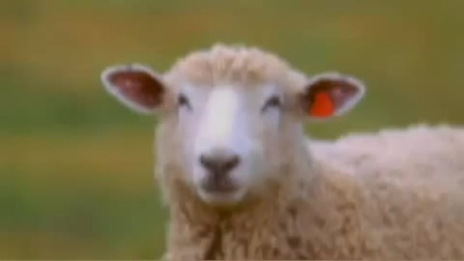 Carly Fiorinas Demon Sheep Ad 