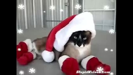 Santa Cat In Boots 