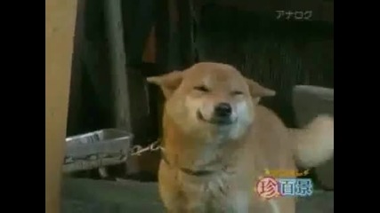 ( Смях ) Най-усмихнатото куче на света !