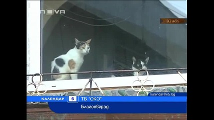 Софиянка гледа 27 котки и куче в апартамент в Радомир Vbox7