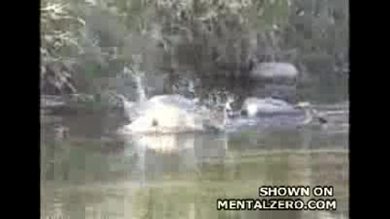 Универцален любимец...!!! 