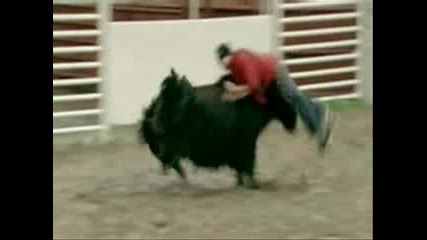 Jackass Nia Dobroto Ot Filma
