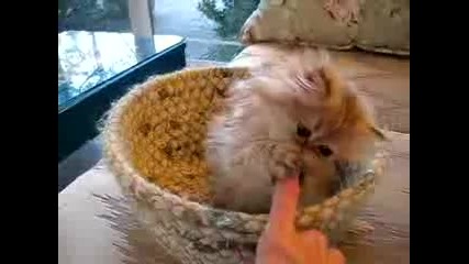 Сладко котенце