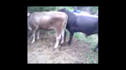 Бик И Крава