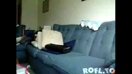 Луда котка