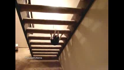 Невероятно котка се прави на нинджа!!!