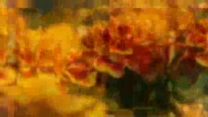 A modest amaranth -