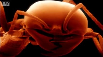 Grasshoppers vs. Driver Ants - Ant Attack - Bbc Earth 