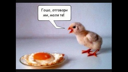 qkooooo kiu4eeek , q sam selqnin