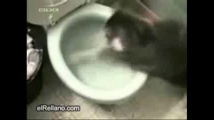 Смешни Бебешки Лудории