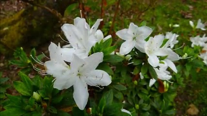 Пролетно - Alishan flowers