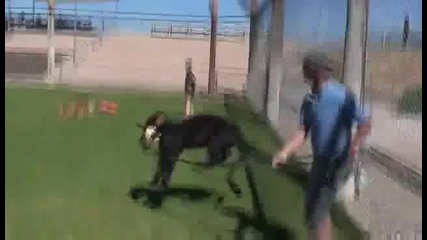 Puma Parkour