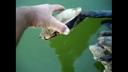 Костенурка се заби 