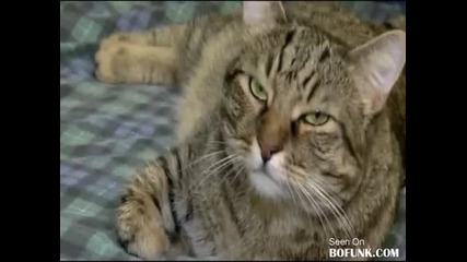 Котка расист