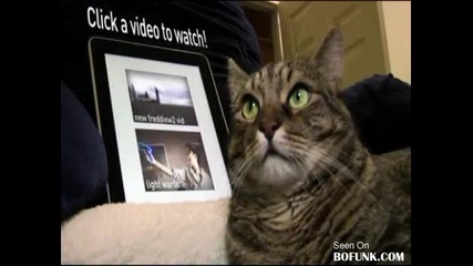 Котка расист