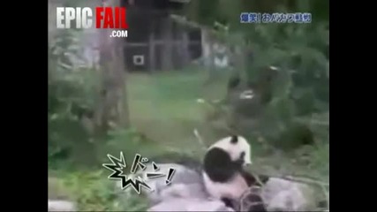 панда срещу клон