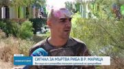 Масова измиране на риба в река Марица