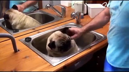 На вашето внимание - кучето, което обожава да се къпе