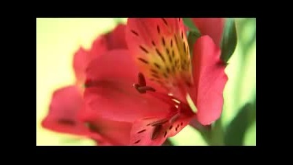 Mon amour - French Song