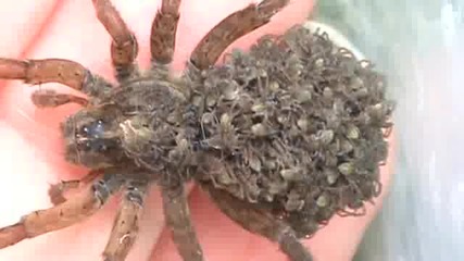 Женски паяк носи децата си 