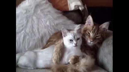 Котки