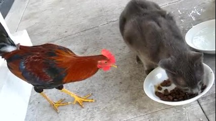 Петел краде от храната на котката