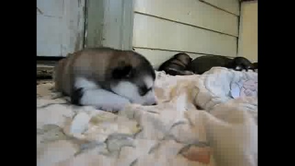 Малко сладко кученце 