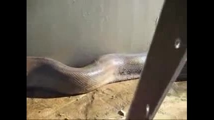 Намериха най - дългата змия мъртва 