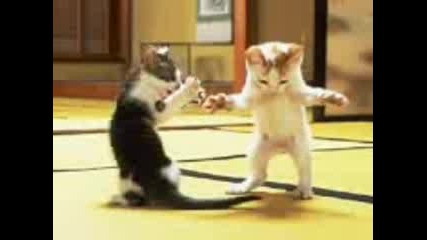 Funny Cat(kotki Igraqt Kuchek Super Smqh)