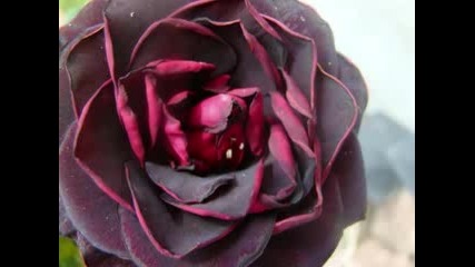 Enya - Floras Secret