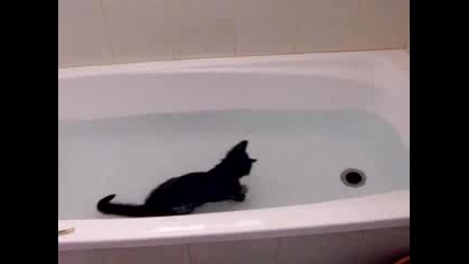 Сладко коте обича да се къпе
