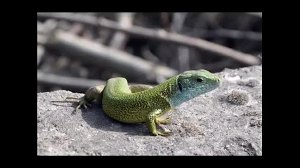 Това Е България ( Тhis is Bulgaria )