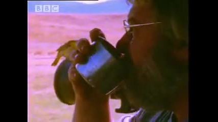 Bbc Lion Hunts Buffalo - 5 Big Cats and a Camera 