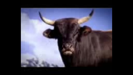 Sexy Funny Bull Commercial