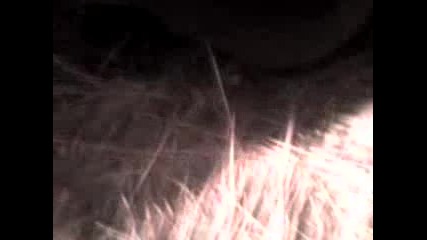 Guvercinlerim Benim 26.12.2011 Yili Pazartesi