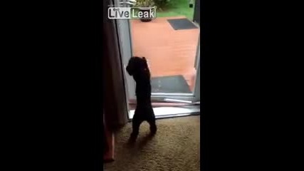 Куче отваря вратата на приятелката си