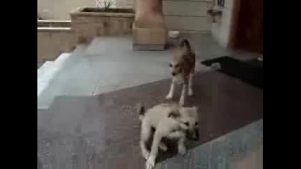 Две Сладки Кученца се Молят на Аллах 