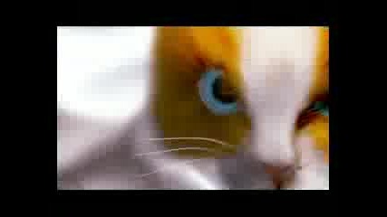 Я Люблю Тебя
