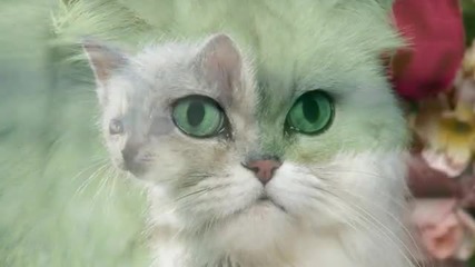 Котета