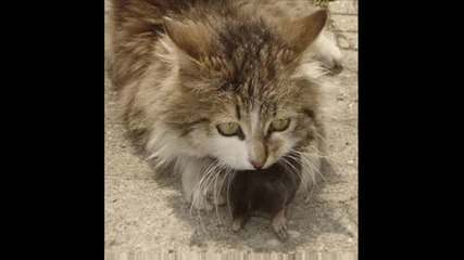 Домашни животни 